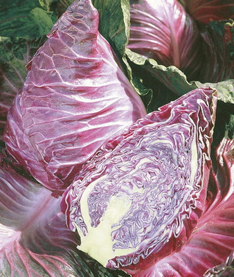 WILLVINE GBPUT -I Cabbage Red Kalibos Vegetable [50g] Seed(15000 per packet)