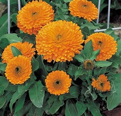 SREE Callendula, Pure Original seed Seed(30 per packet)