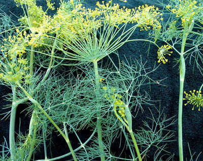 CYBEXIS LXI-39 - Bouquet Dill Herb - (750 Seeds) Seed(750 per packet)