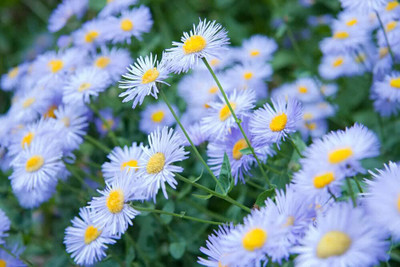 Aywal Aster Seed(20 per packet)