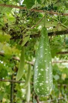 BDSresolve Bottle gourd seeds hybrid pack of 29 Seed(29 per packet)