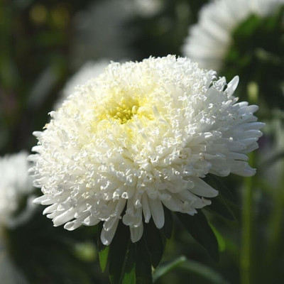 Lorvox HYBRID SEEDS Aster Seed(125 per packet)
