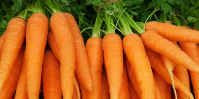 SeedHaven Carrot fresh organic seeds Seed(120 per packet)