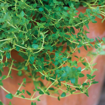 Qualtivate NDIR-7 Thyme Seed for Planting Seed(200 per packet)