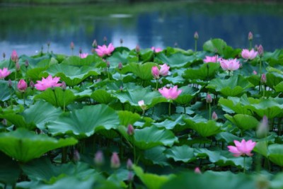 Srida lotus,kamal gatta Seed(11 per packet)