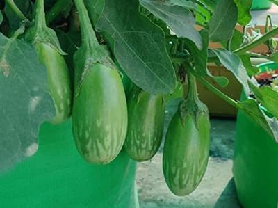 Qualtivate EXL-4AT Brinjal Green Hybrid Seed(300 per packet)
