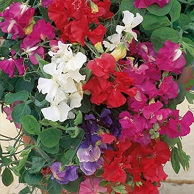 CYBEXIS Sweet Pea 'Special' 20 Flower Seeds/Climbing Mix Seed(50 per packet)