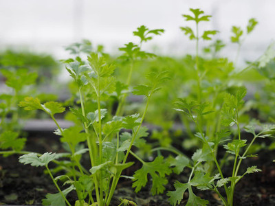 CYBEXIS LX-98 - Slow Bolting Cilantro - (750 Seeds) Seed(750 per packet)