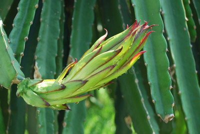 Oliver dragon fruit seeds Seed(93 per packet)