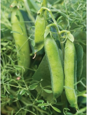 MYLAWN Matar Peas Organic Seed(1000 per packet)
