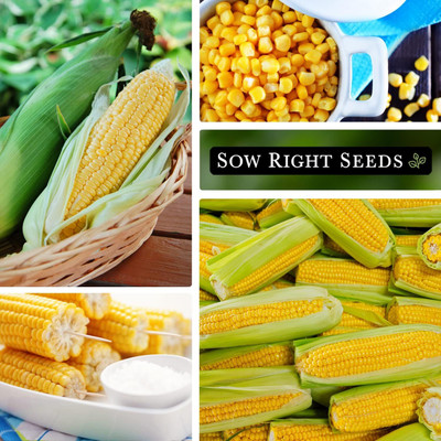 WILLVINE SYN -II Bantam Sweet Corn Seed-[500g] Seed(2000 per packet)