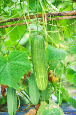 AFARTIOBINA 26 PCS CUCUMBER SEEDS Seed(26 per packet)