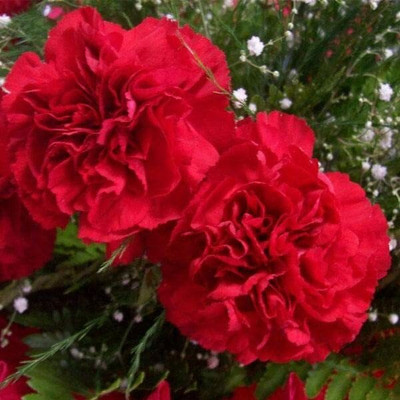 Lorvox Carnation Flower Mixed Colour F1 Hybrid Seed(20 per packet)