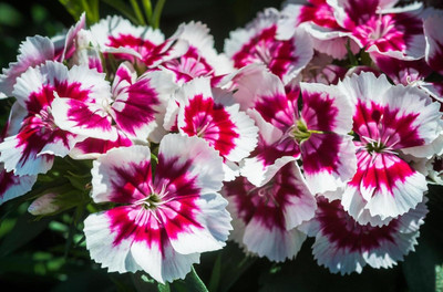 Lorvox Sweet William Flower Seed(20 per packet)