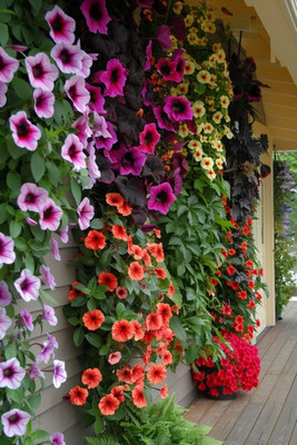 Lorvox Morning Glory Mixed Color Creeper Flower Plant Seed(10 per packet)