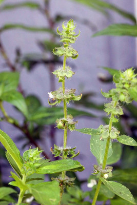 VibeX ® VMR-9 Lemon Basil 'Sweet Dani' Seed(1000 per packet)