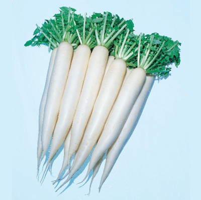 VINTI Mooli radish Vegetable Seed(3000 per packet)