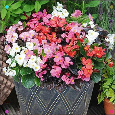 CYBEXIS ATS-67 - BEGONIA SEMPERFLORENS MIXED FLOWER - (90 Seeds) Seed(90 per packet)