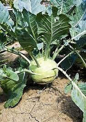 KANAYA (Knol Khol) Vegetables Seed(675 per packet)