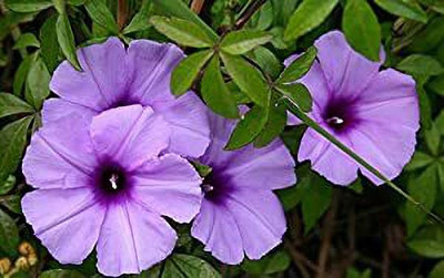 ACCELCROP Morning Glory Mixed Color Creeper Flower Seed(50 per packet)