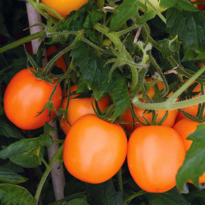 VRAKSHA Tomato Sunrise Sauce Seed(2000 per packet)