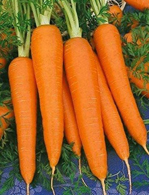 WILLVINE NBIR-426 Shin Kuroda Carrot Seeds Seed(500 per packet)