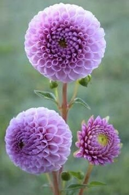 LPR DAHLIA Seed(25 per packet)