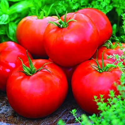 KNESSiN High Yield Hybrid BEEFSTEAK TOMATO-{800 Seeds} Seed(800 per packet)