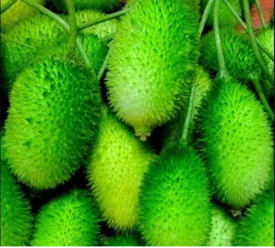 seedargo kantola seeds hybrid, kakoda hybrid, kakrol, kantola seeds desi Seed Seed(15 per packet)