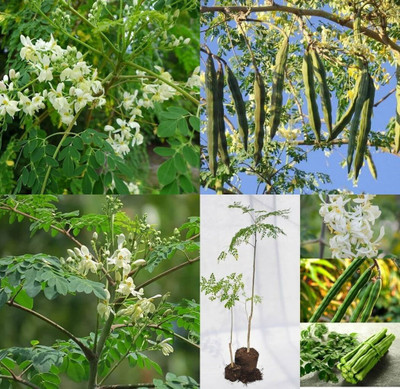 ibains Drumstick seeds for planting bij 39 Seed(39 per packet)