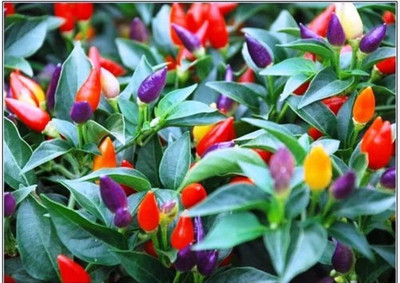 KNESSiN Rainbow Chilli Pepper Seed(200 per packet)