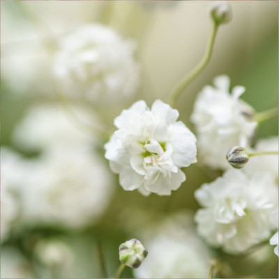 Mozette Exotic gypsophila Seed(10 per packet)