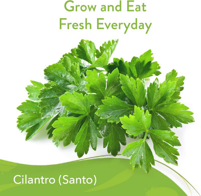 CYBEXIS LXI-90 - Cilantro (Santo) - (2250 Seeds) Seed(2250 per packet)