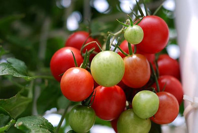 SHASHWAT CREATION tomato Seed(55 per packet)