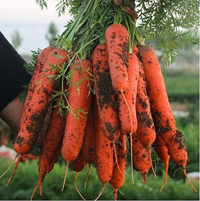 CYBEXIS Carrot Seeds Bright Color1000 Seeds Seed(1000 per packet)