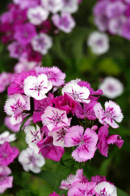 the green dotcom Sweet William Flower Seeds for Balcony Gardening Seed(76 per packet)