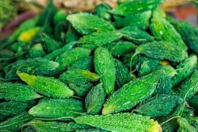 Paudhaa F1 BEST QUALITY BITTER GOURD SEEDS Seed(13 per packet)