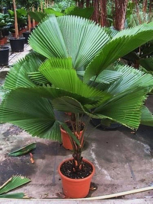 BDSresolve palm seeds/palm seed 17 Seed(11 per packet)