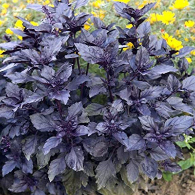 VibeX LX-64 - Opal Basil(Ocimum basilicum) - (4500 Seeds) Seed(4500 per packet)