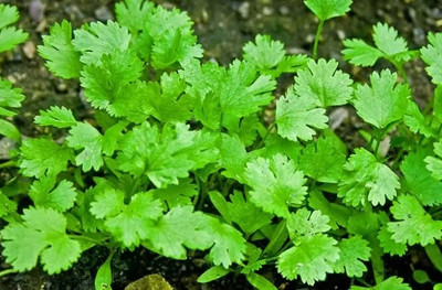 CEZIUS Seeds for Sowing Purpose Green leafy herb coriander-b6I Seed(340 per packet)