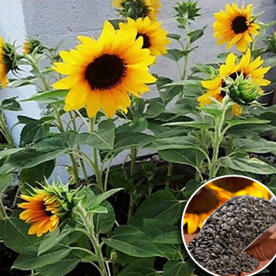 Greenfall Premium Russian Giant Sunflower Seeds - Pack of 20 Seed(20 per packet)