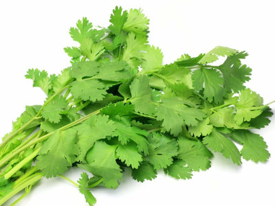 EKAKSHAR Syngenta Coriander Seeds Kalmi Dhaniya (Leafy Vegetable) 40 Seeds P88 Seed(40 per packet)