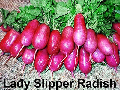 CYBEXIS LXI-90 - Lady Slipper Radish - (2250 Seeds) Seed(2250 per packet)