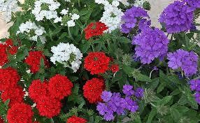 BJUBAS superbena verbena seeds pack of 26 Seed(26 per packet)