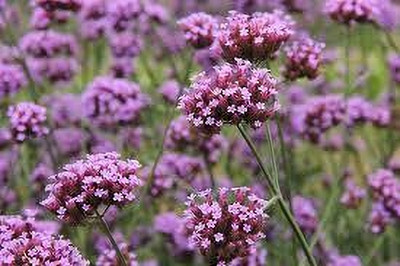 BDSresolve perennial verbena seeds pack of 32 Seed(32 per packet)