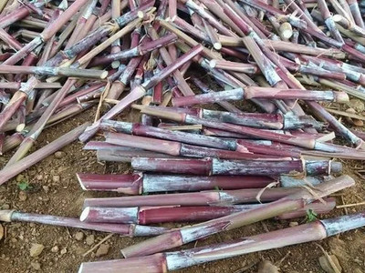 NATURE FARM AUSTRALIAN RED NAPIER MULTICUT GRASS STICKS SEED Seed(15 per packet)