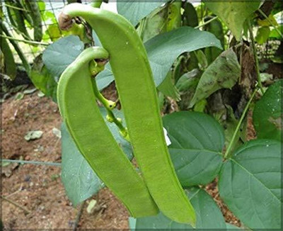 CRGO BEANS Seed(65 per packet)