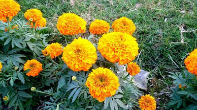 Behuria Agro Farm marigold/gende ka phool flower seeds Seed(50 per packet)
