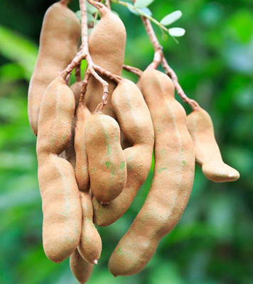 KANAYA Meethi Imli ( Tamarind) Seed(6 per packet)