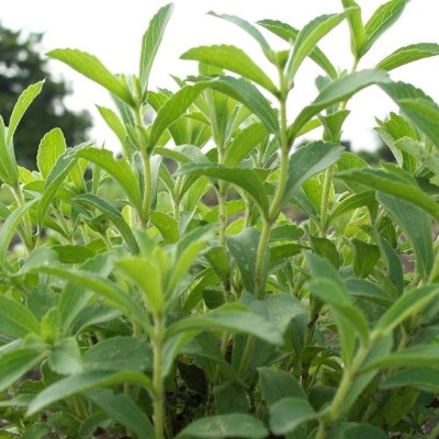 KNESSiN Stevia rebaudiana sweetleaf-{800 Seeds} Seed(800 per packet)